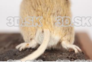 Mouse-Mus musculus 0037